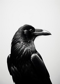 A crow animal black bird.