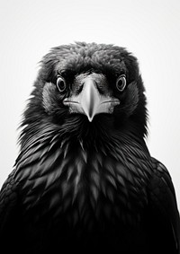 A crow animal black bird.