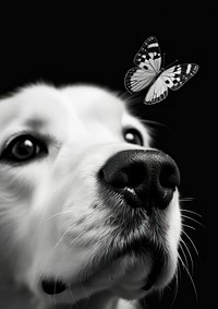 A dog with a butterfly on its nose photography portrait animal.