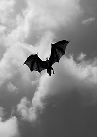 A dragon flying on the sky animal black silhouette.