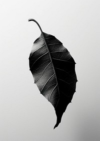 A dry leaf plant black monochrome.