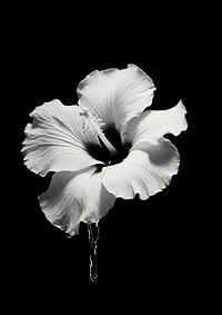 A hibiscus flower petal plant white.