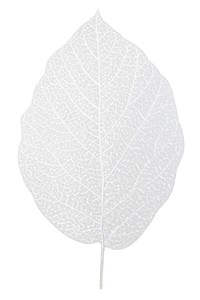 A tree leaf plant white white background.