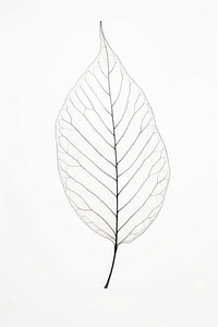 A tree leaf plant line invertebrate.