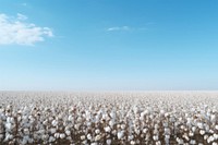 Cotton field sky backgrounds outdoors.