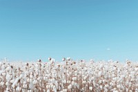 Cotton field sky backgrounds outdoors.