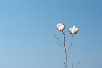 Cotton flower sky tranquility clear sky.