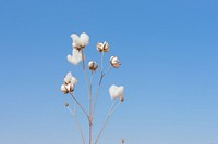 Cotton flower sky outdoors nature.