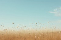 Dried grass flower field sky outdoors horizon.