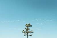 Pine tree sky outdoors nature.