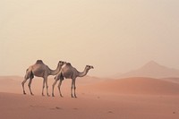 Camels on desert outdoors nature animal.