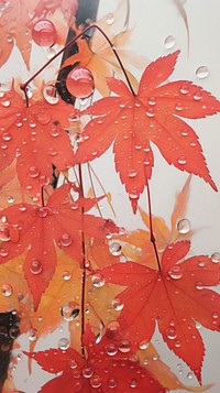 Illustration of a autumn leaves in japan painting plant maple.