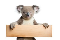 Koala holding sign mammal animal white background.