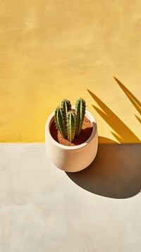Cactus garden sunlight plant houseplant.