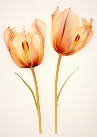 Real Pressed tulip flowers petal plant inflorescence.