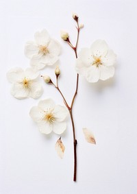 Real Pressed white cherry blossom flower petal plant.
