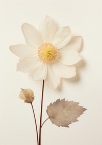 Real Pressed white lotus flower blossom petal.