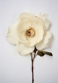 Real Pressed white rose flower petal plant.