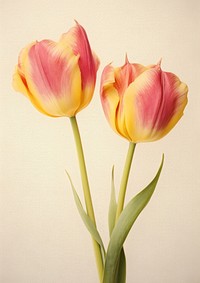 Real Pressed yellow and pink tulip flowers plant inflorescence fragility.