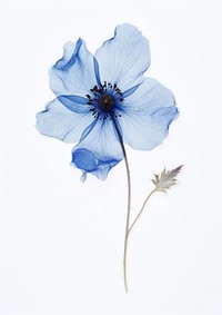 Real Pressed blue flower nature petal plant.
