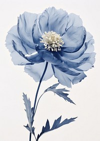 Real Pressed blue peony flower blossom petal.