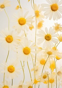 Real Pressed daisy flowers backgrounds petal plant.