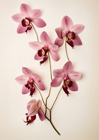 Real Pressed orchid flowers plant inflorescence fragility.