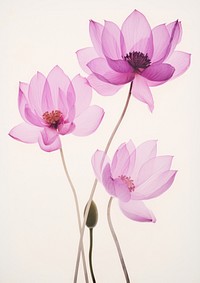 Real Pressed pink and purple lotus flowers blossom petal plant.