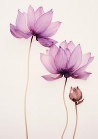 Real Pressed pink and purple lotus flowers blossom petal plant.