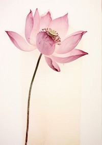 Real Pressed pink lotus flower blossom petal.