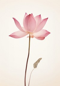 Real Pressed pink lotus flower petal plant.