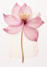Real Pressed pink lotus flower petal plant.