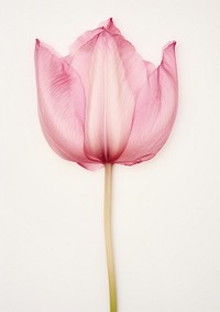 Real Pressed pink tulip flower petal plant.