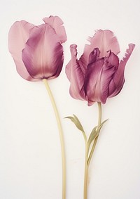 Real Pressed purple and pink tulip flowers petal plant inflorescence.