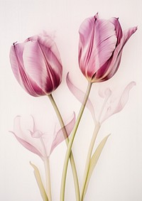 Real Pressed purple and pink tulip flowers petal plant inflorescence.