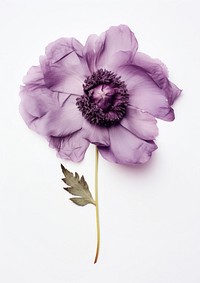 Real Pressed purple peony flower blossom petal.