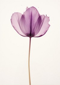 Real Pressed purple tulip flower blossom petal.