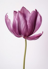 Real Pressed purple tulip flower blossom plant.