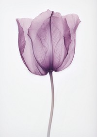 Real Pressed purple tulip flower petal plant.