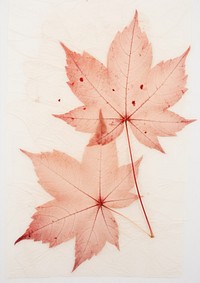 Real Pressed red maple leaves plant paper leaf.