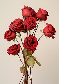 Real Pressed red roses bouquet flower petal plant.