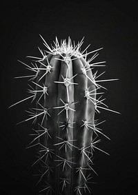 A cactus plant black white.