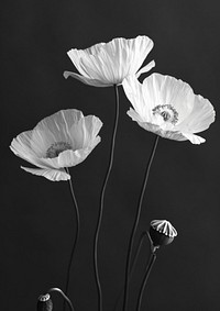 An opium poppies flower petal poppy.
