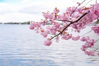 Cherry Blossom Dreamscapes blossom outdoors flower.