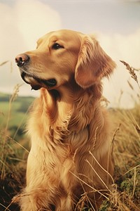 Golden retriever mammal animal puppy. 