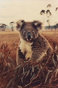 Koala wildlife outdoors mammal. AI generated Image by rawpixel.