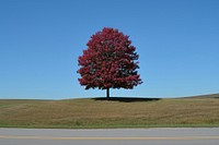 Maple Tree tree landscape outdoors.