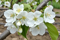 Cherry Tree blossom flower pollen.