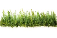Realistic seamless Ryegrass border plant herbs white background.