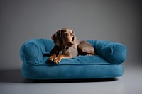 Dachshund on blue dog bed